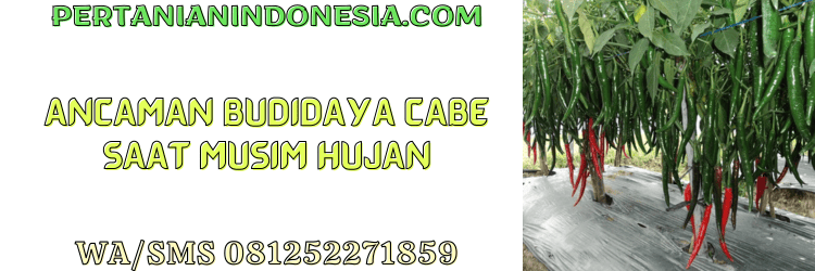 ancaman,budidaya,cabe,cabai,pertanian indonesia